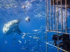 White shark diving (12)